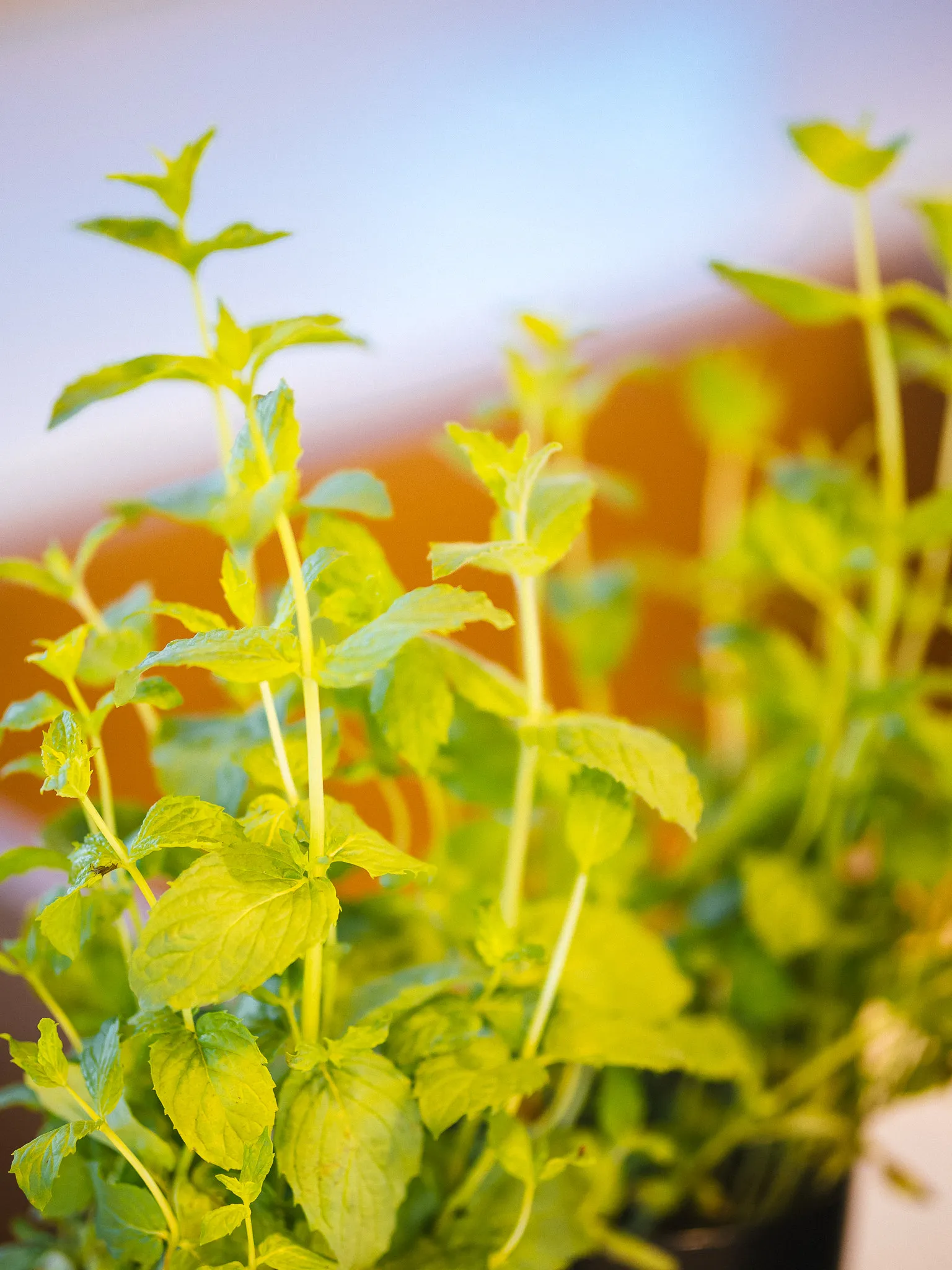 Image slide 265105